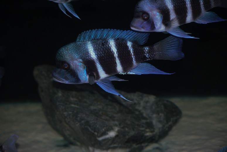 Cyphotilapia gibberosa 'Kansombo'